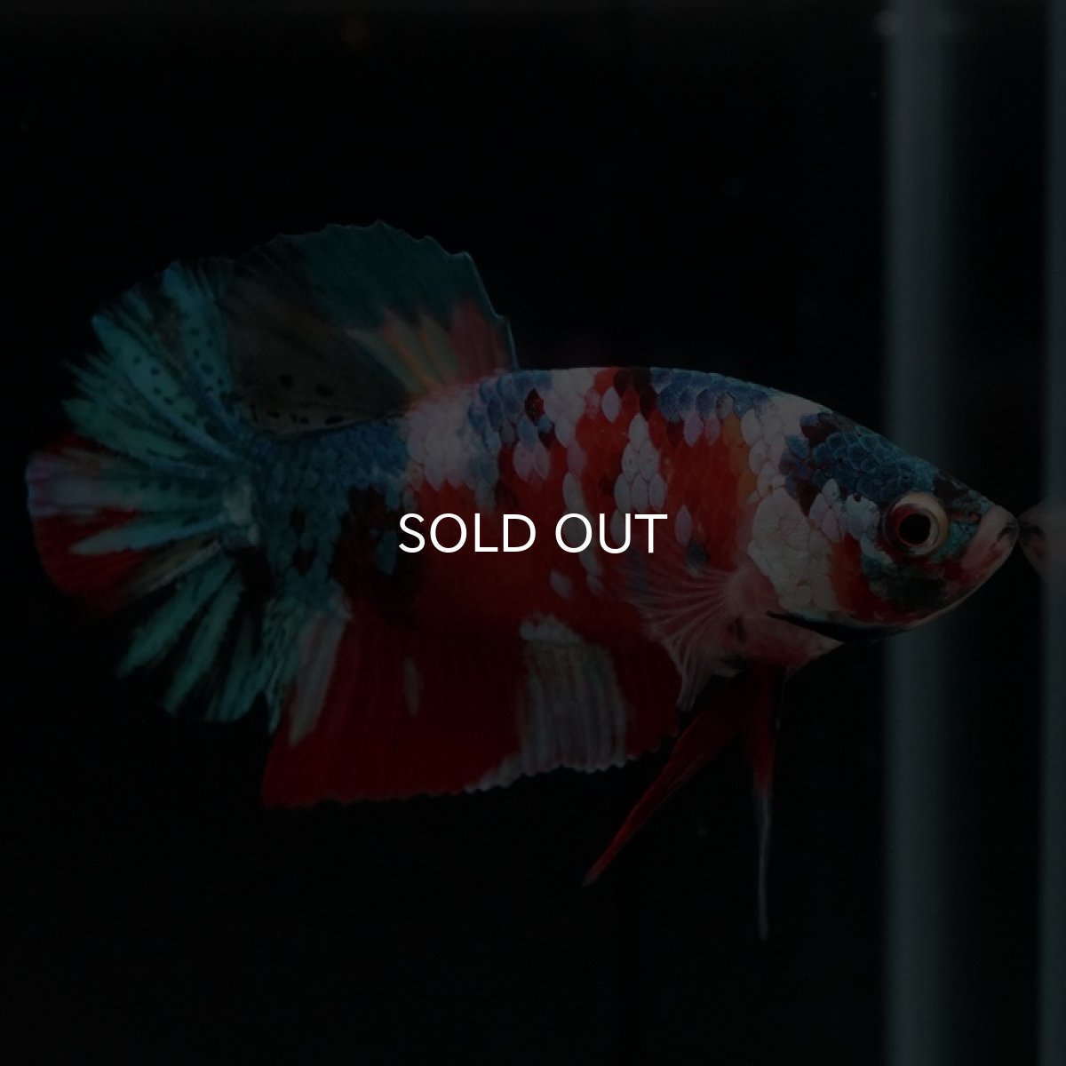 画像18: HMPK　キャンディギャラクシー (18)