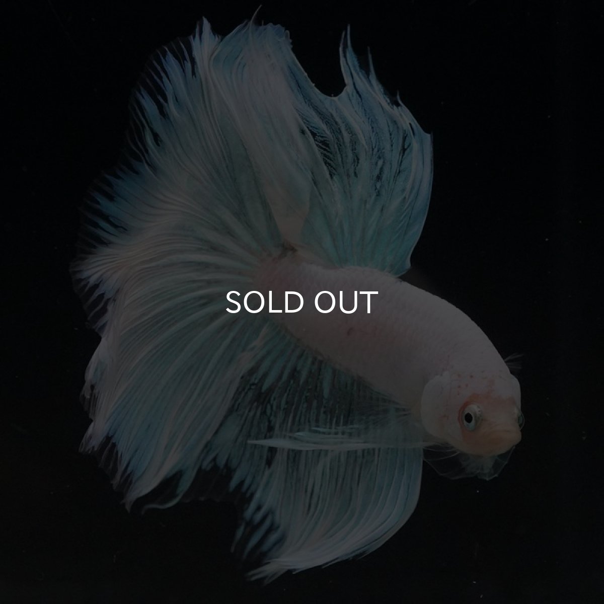 画像10: HM　ホワイトファンシー (10)