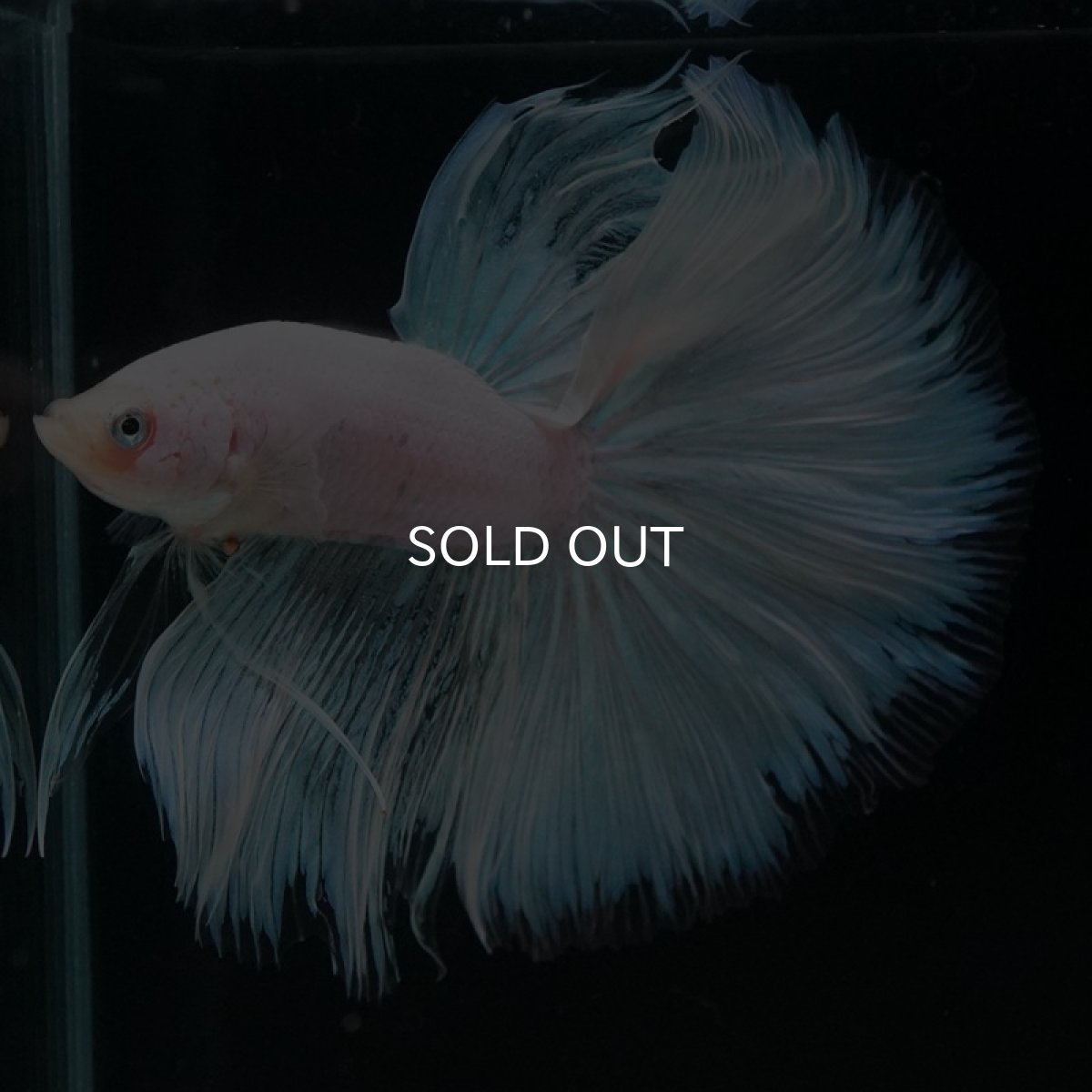 画像8: HM　ホワイトファンシー (8)