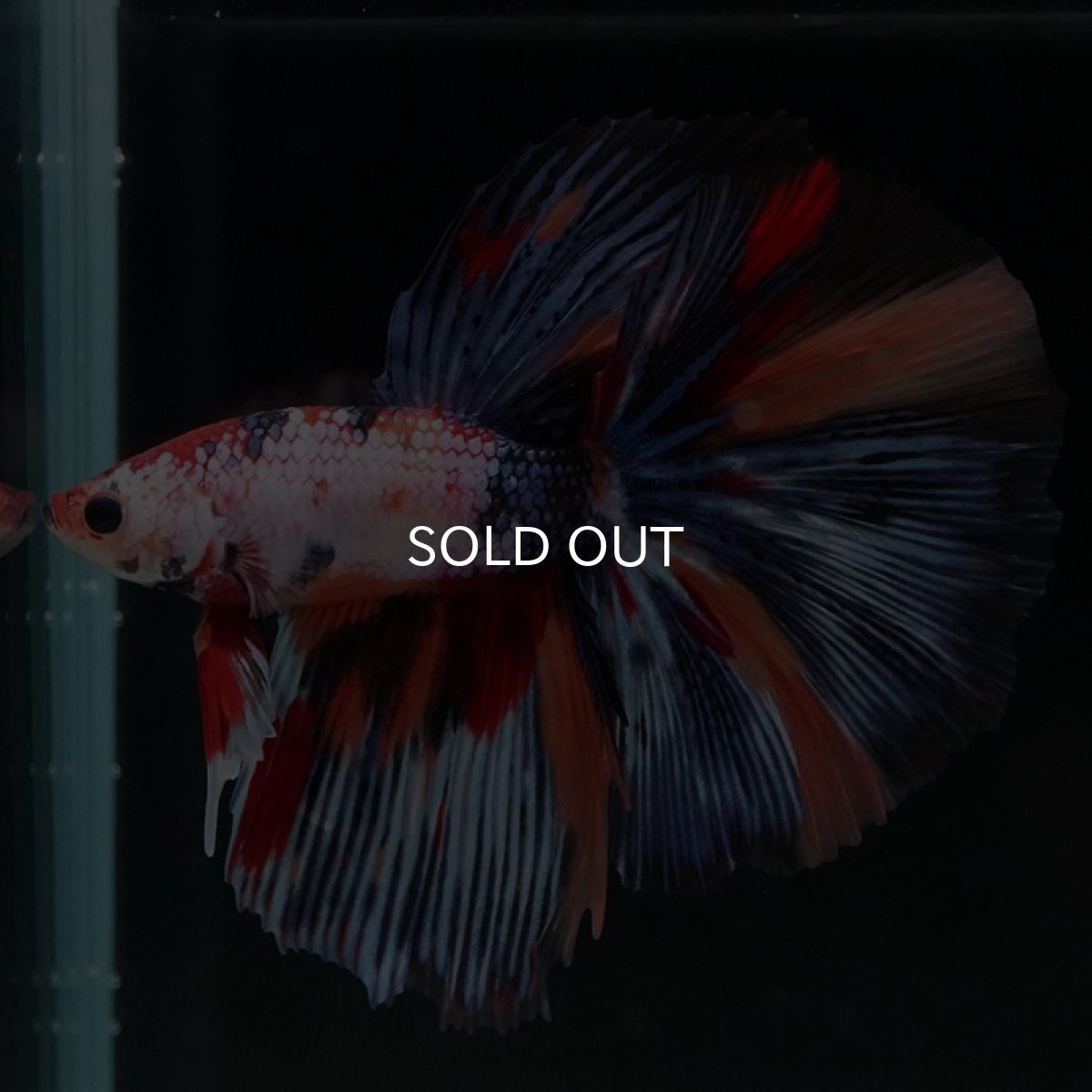 画像3: HM　キャンディギャラクシー (3)