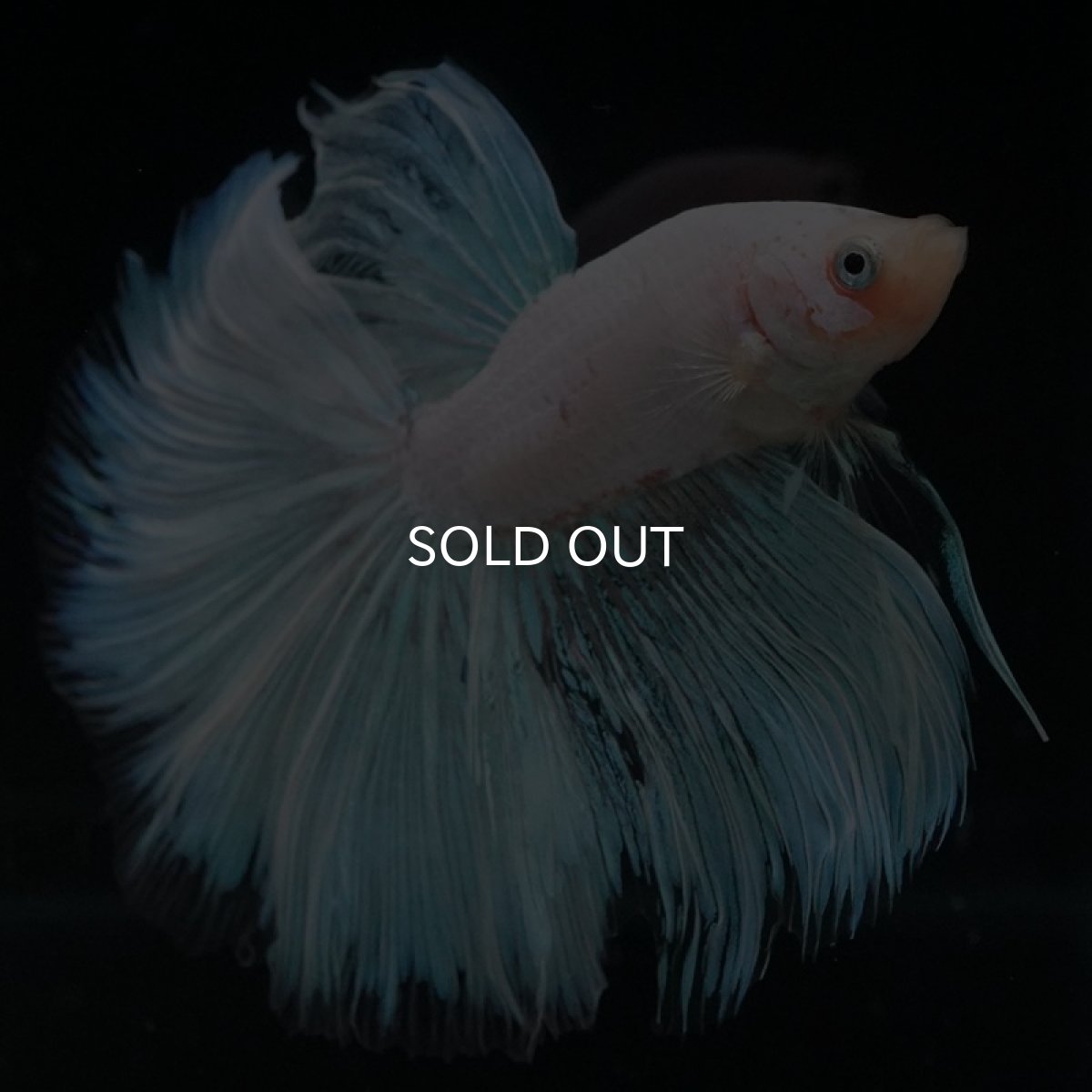 画像6: HM　ホワイトファンシー (6)