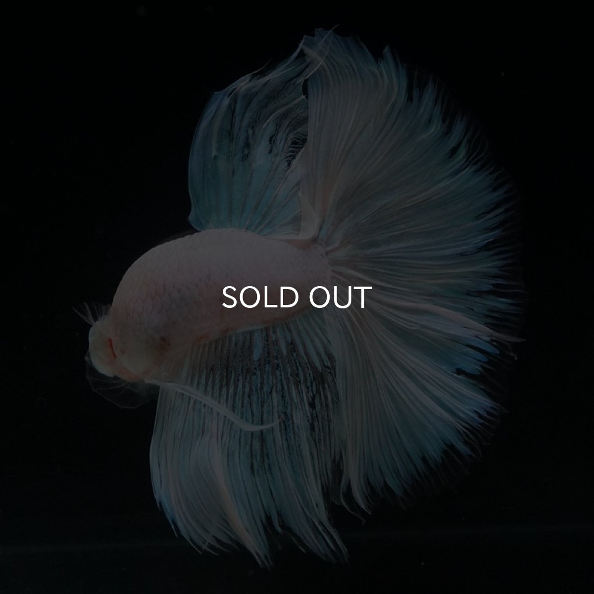 画像5: HM　ホワイトファンシー (5)