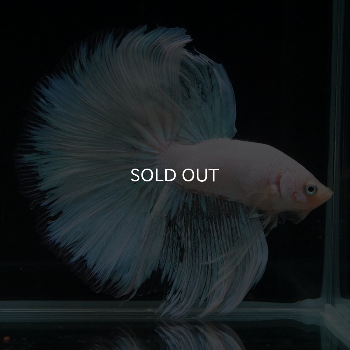 画像4: HM　ホワイトファンシー (4)