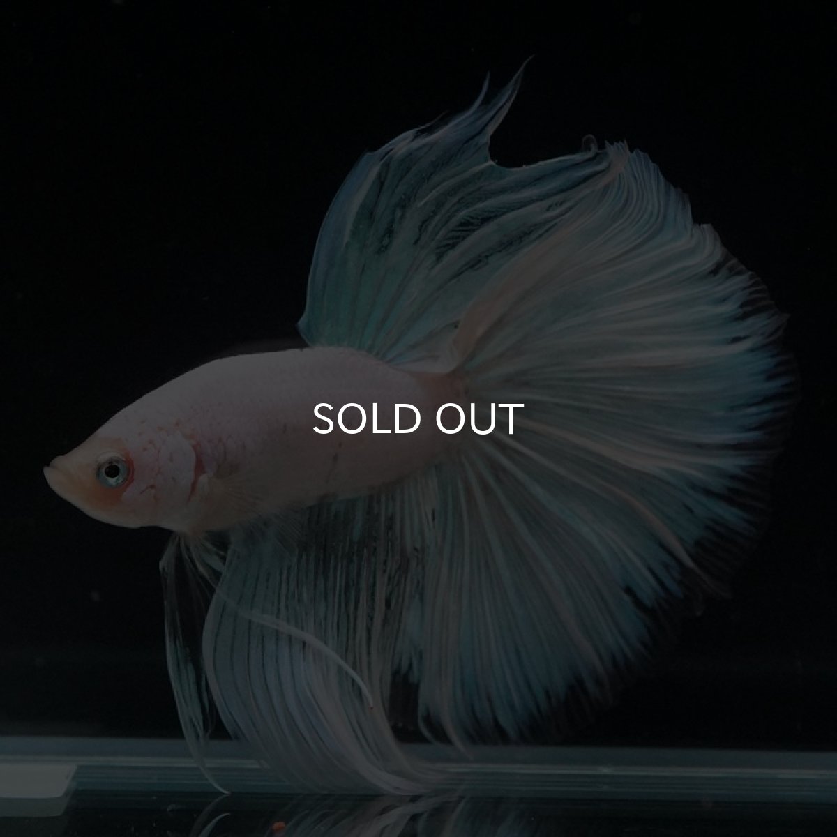 画像3: HM　ホワイトファンシー (3)