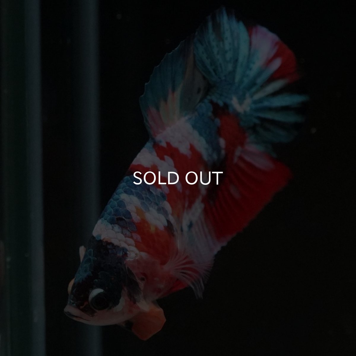 画像17: HMPK　キャンディギャラクシー (17)