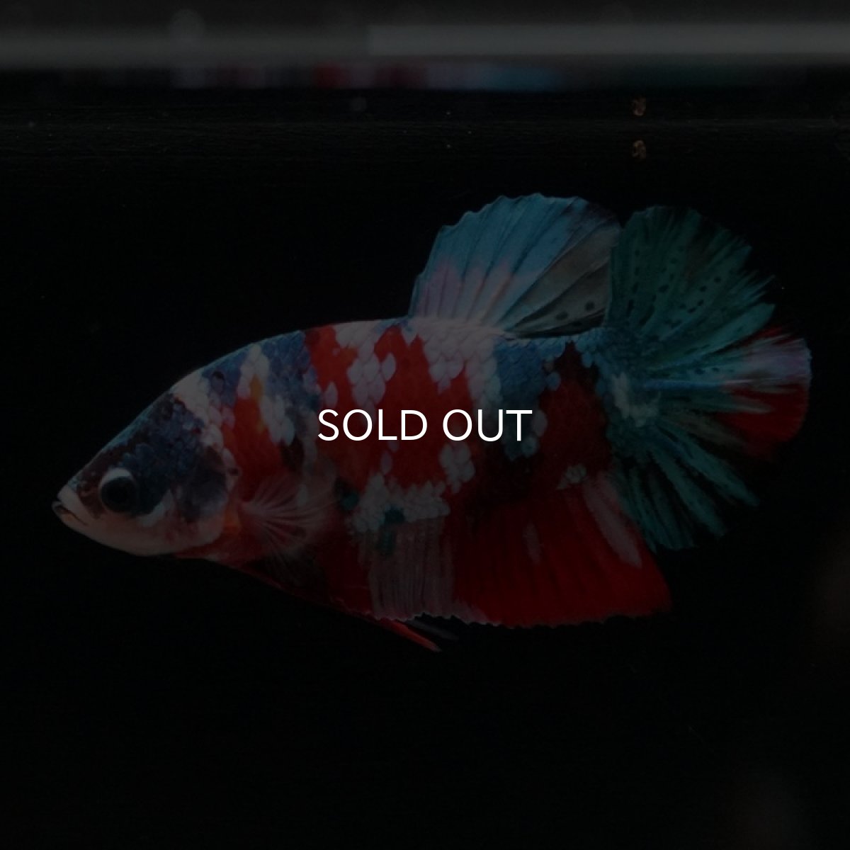 画像16: HMPK　キャンディギャラクシー (16)