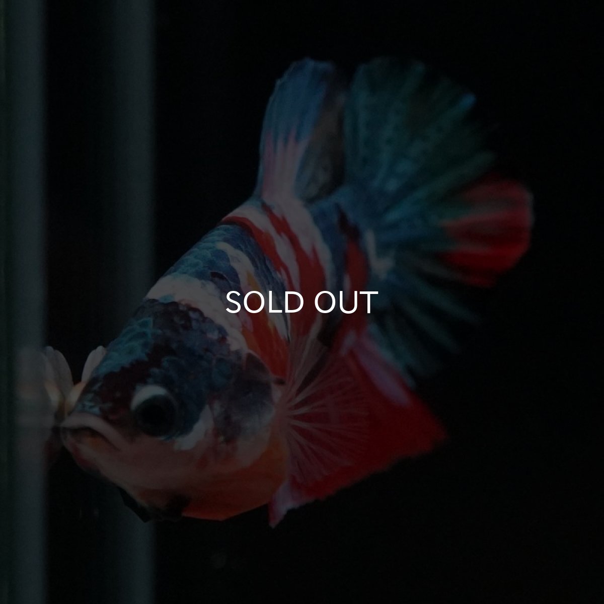 画像15: HMPK　キャンディギャラクシー (15)