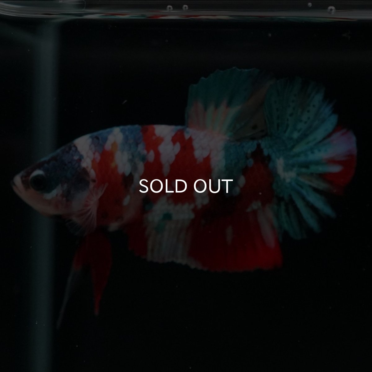 画像14: HMPK　キャンディギャラクシー (14)