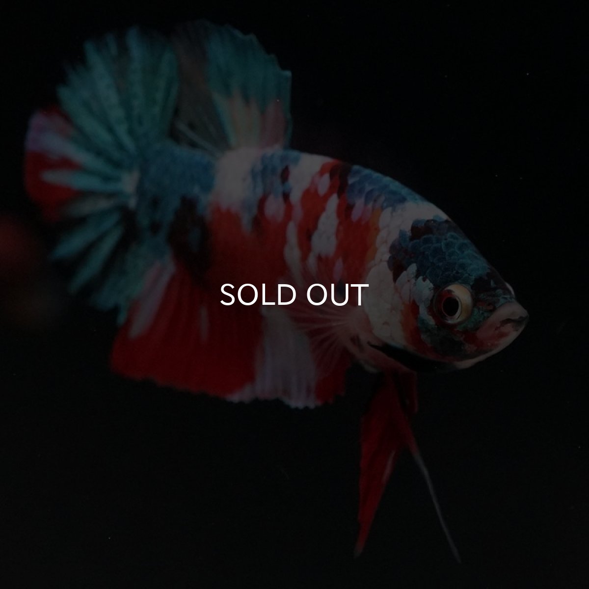 画像4: HMPK　キャンディギャラクシー (4)