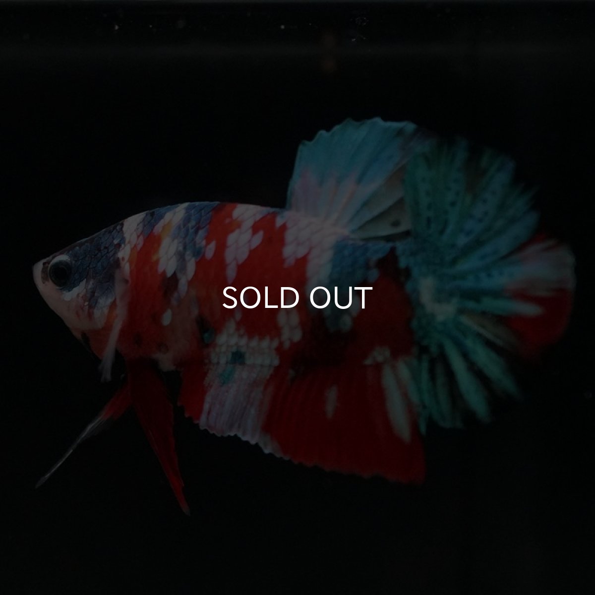 画像3: HMPK　キャンディギャラクシー (3)