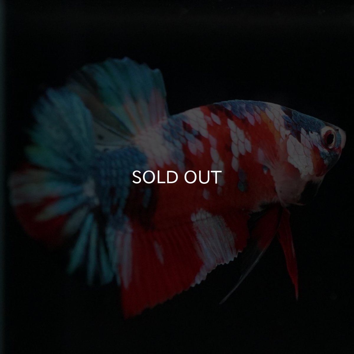 画像12: HMPK　キャンディギャラクシー (12)