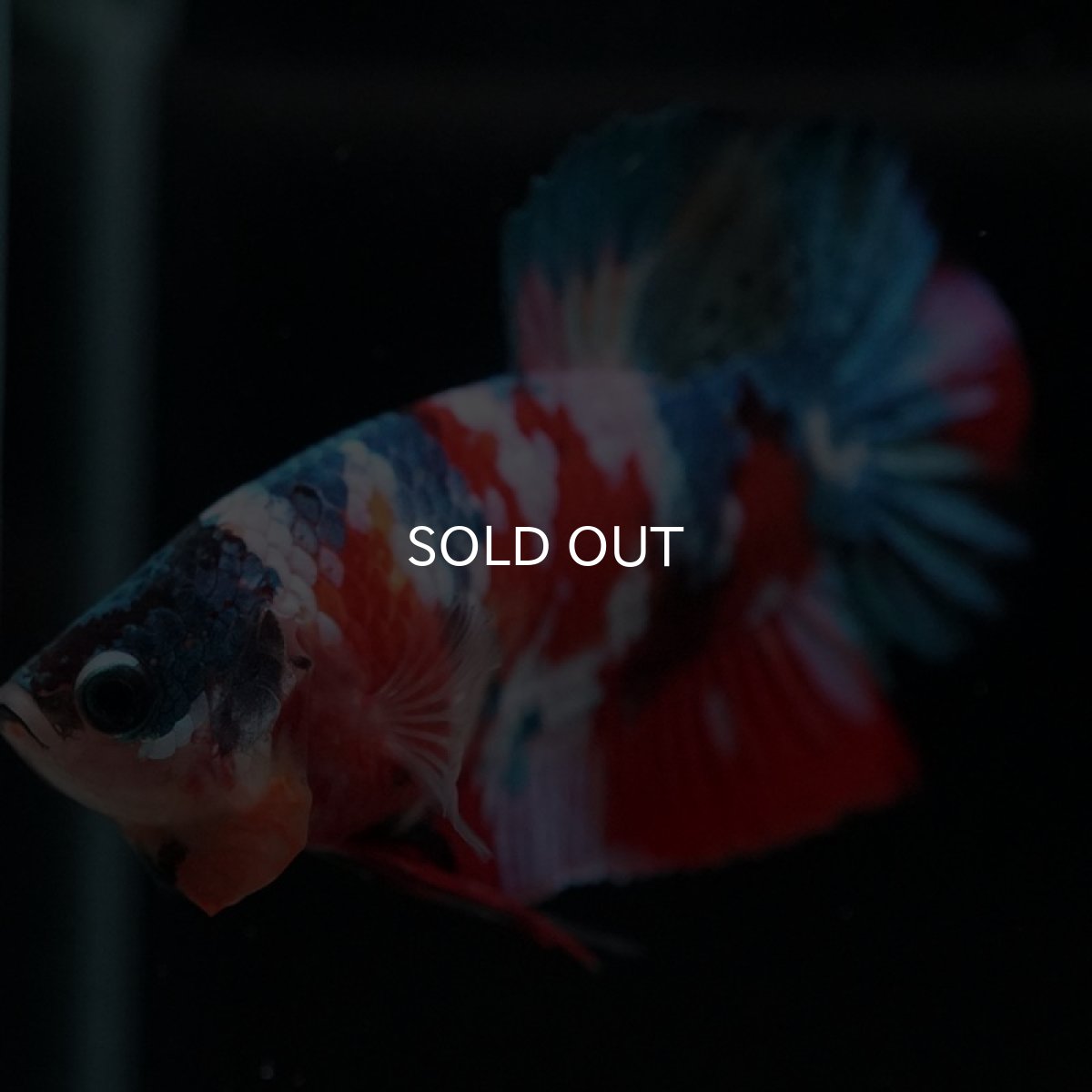 画像11: HMPK　キャンディギャラクシー (11)