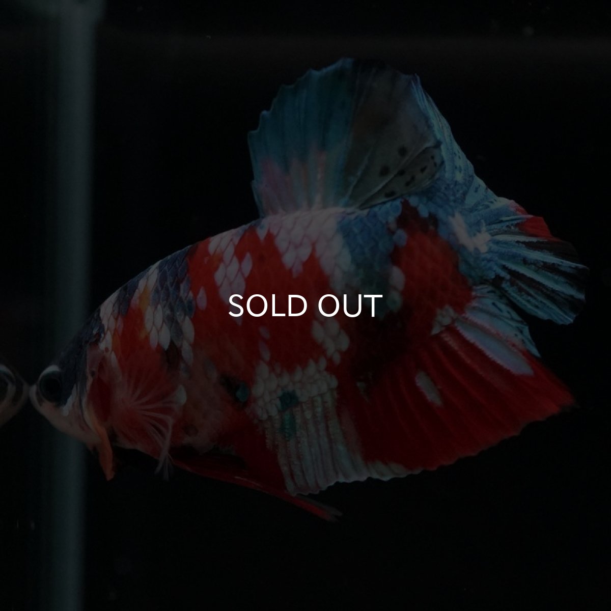 画像10: HMPK　キャンディギャラクシー (10)