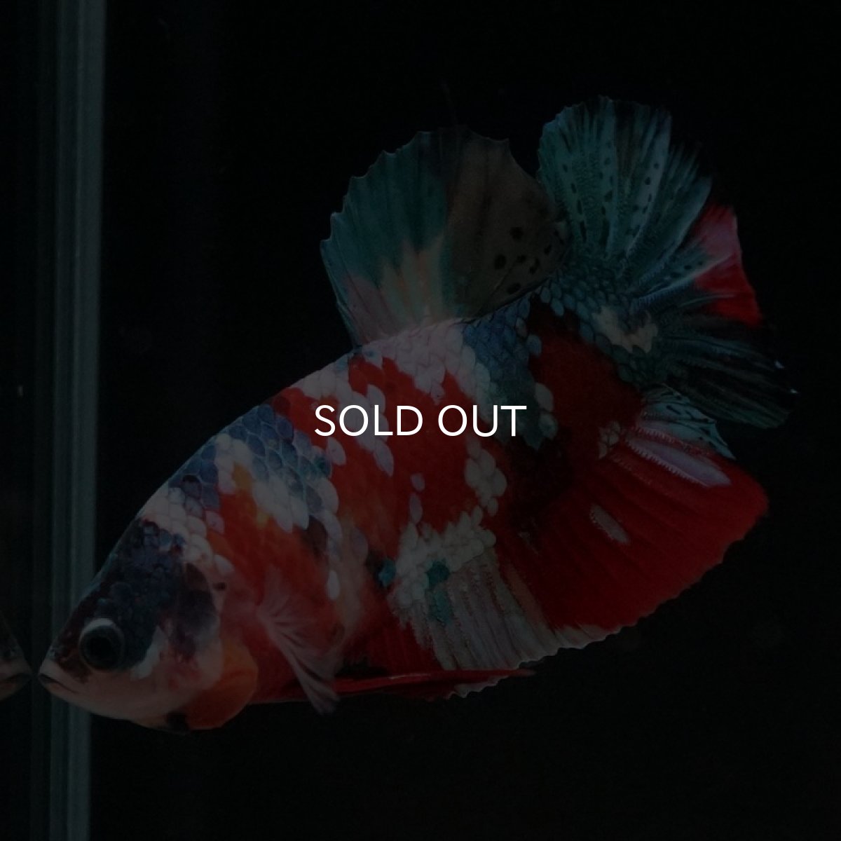 画像9: HMPK　キャンディギャラクシー (9)