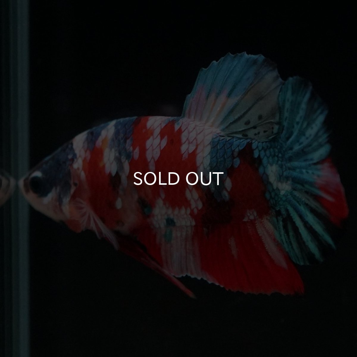 画像8: HMPK　キャンディギャラクシー (8)