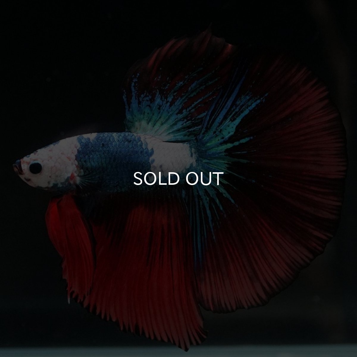 画像13: HM ファンシー ホワイトフェイス (13)