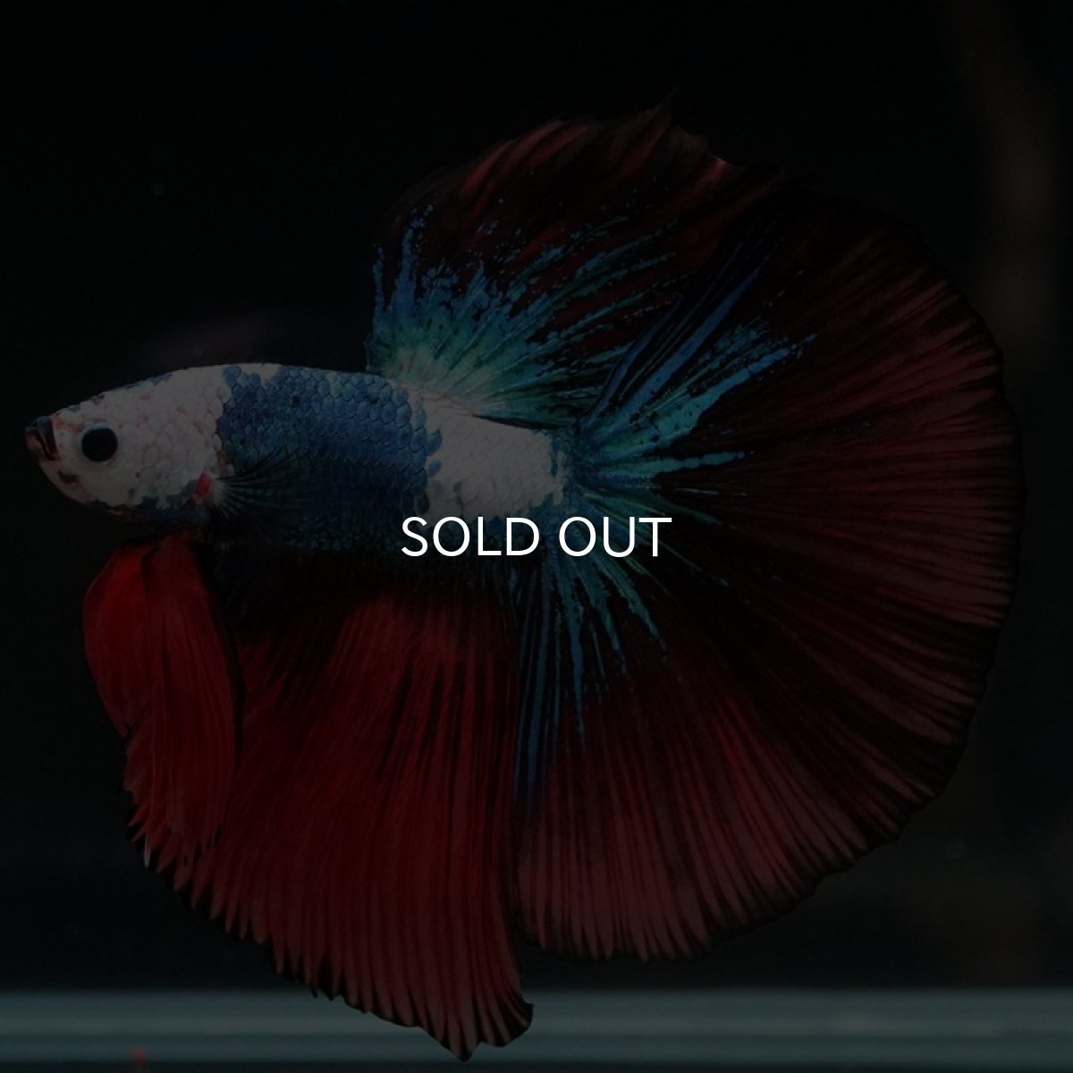 画像12: HM ファンシー ホワイトフェイス (12)