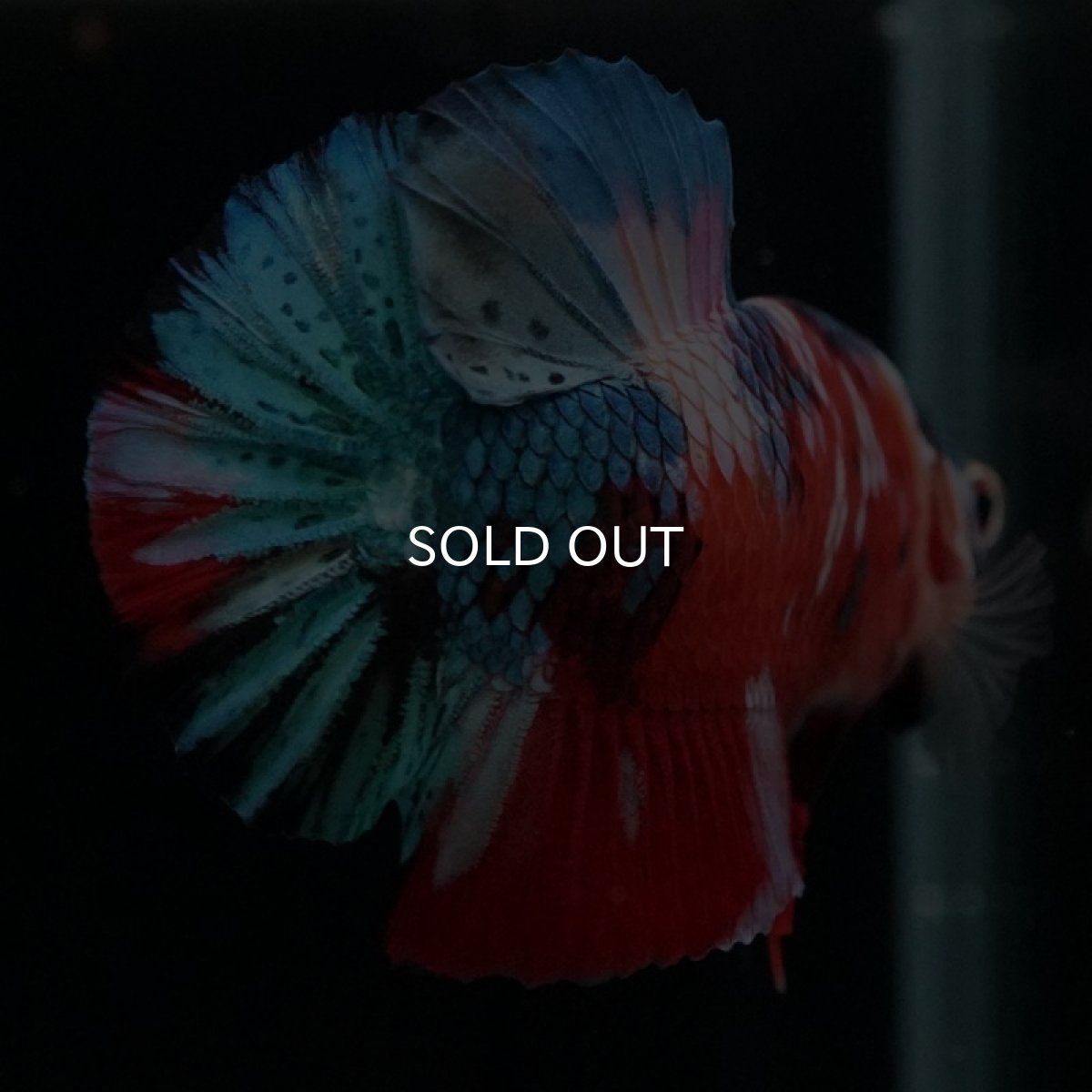 画像7: HMPK　キャンディギャラクシー (7)