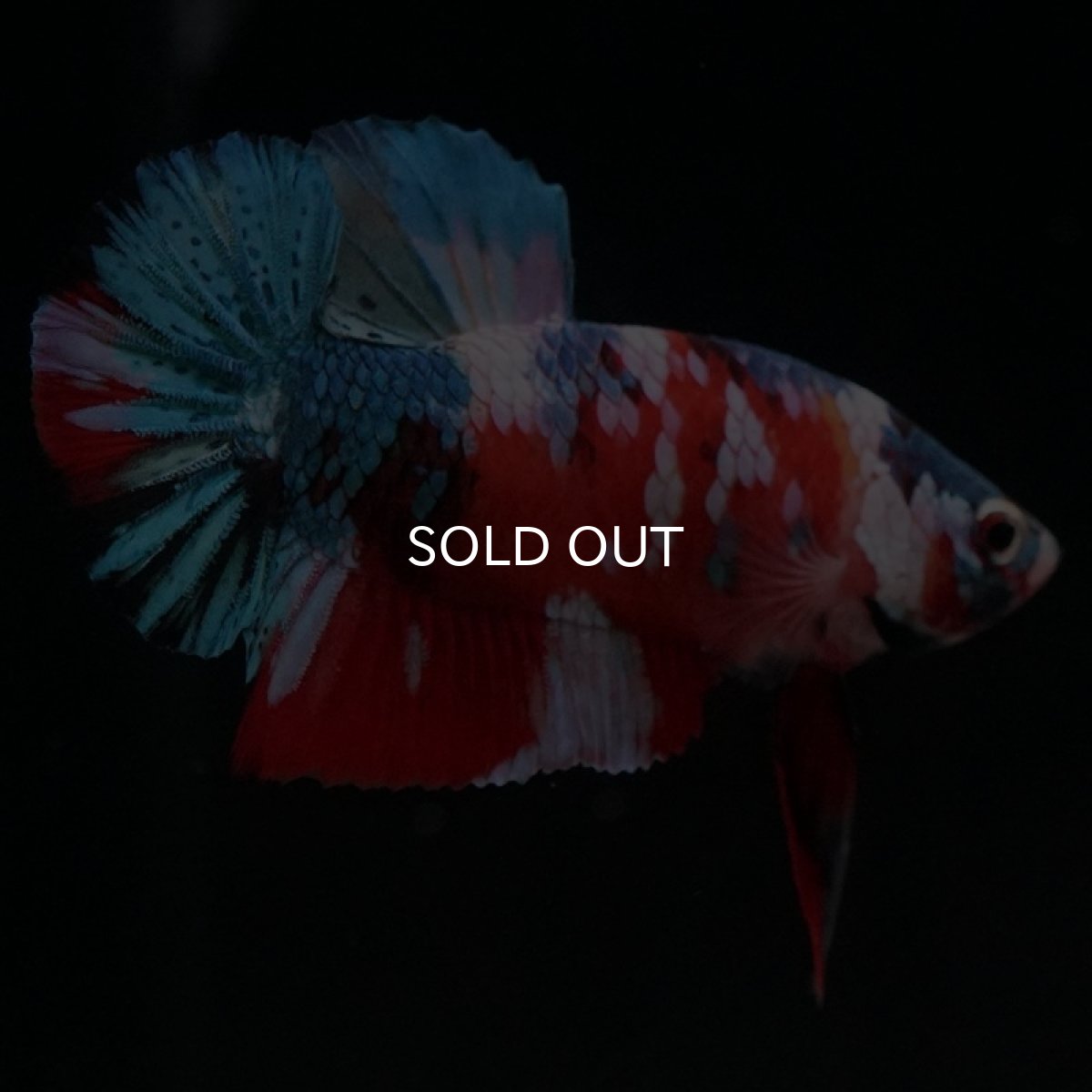 画像5: HMPK　キャンディギャラクシー (5)