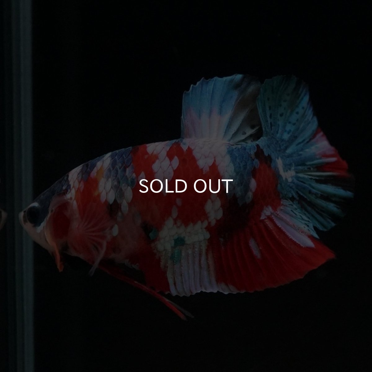 画像2: HMPK　キャンディギャラクシー (2)