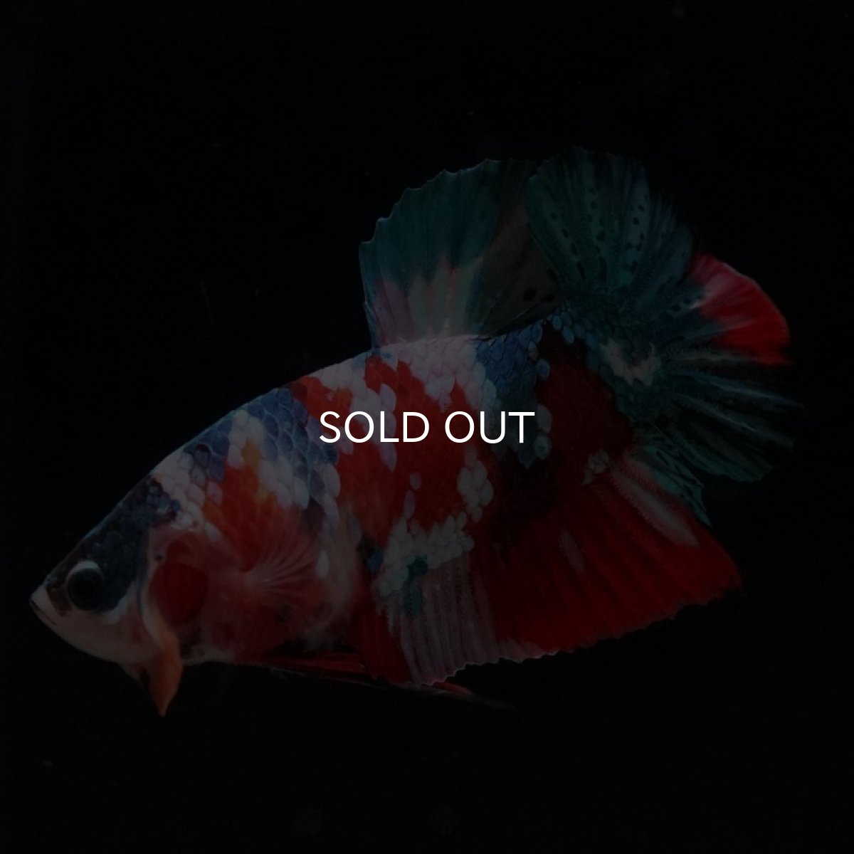 画像6: HMPK　キャンディギャラクシー (6)