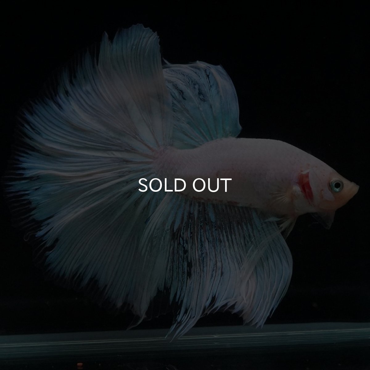 画像2: HM　ホワイトファンシー (2)