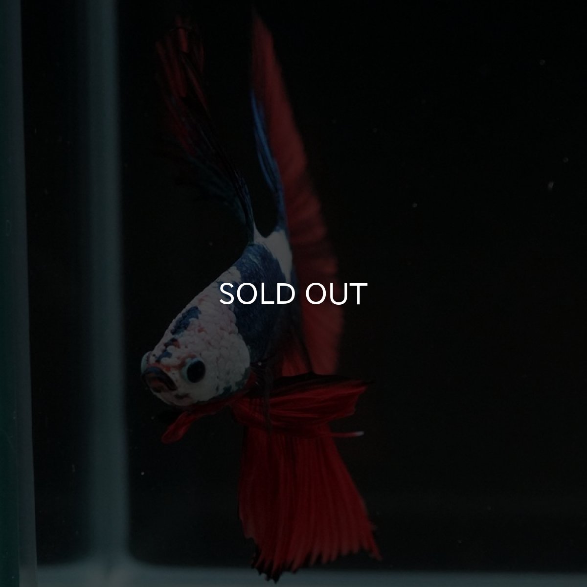 画像11: HM ファンシー ホワイトフェイス (11)