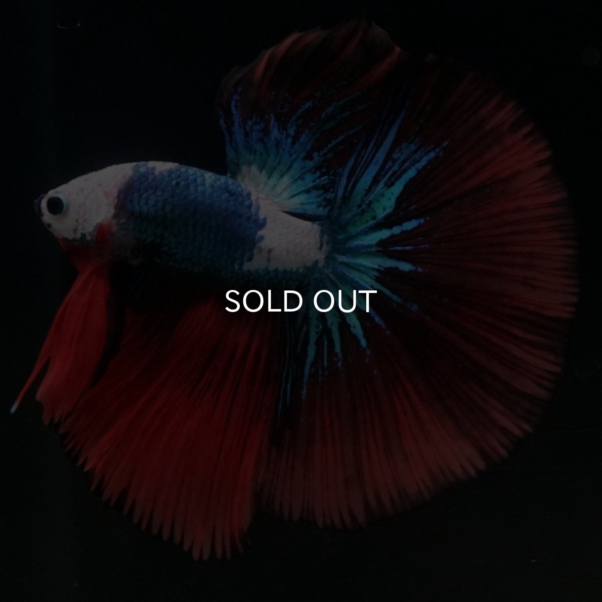 画像10: HM ファンシー ホワイトフェイス (10)