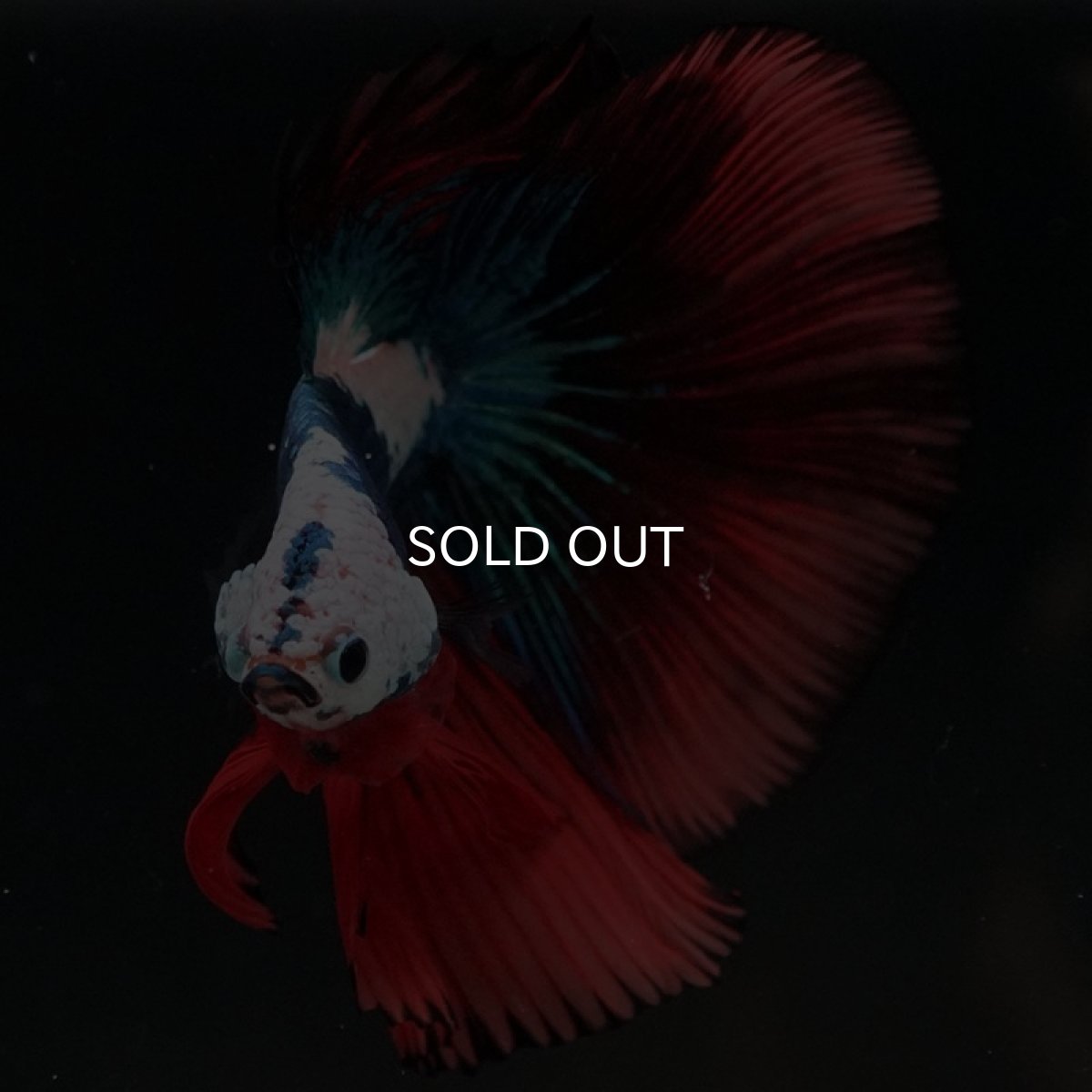 画像9: HM ファンシー ホワイトフェイス (9)