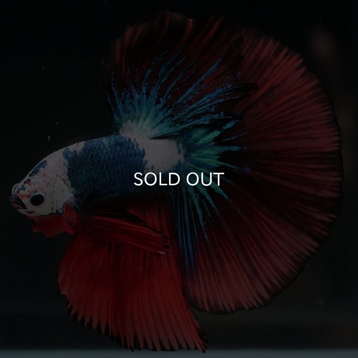 画像8: HM ファンシー ホワイトフェイス (8)