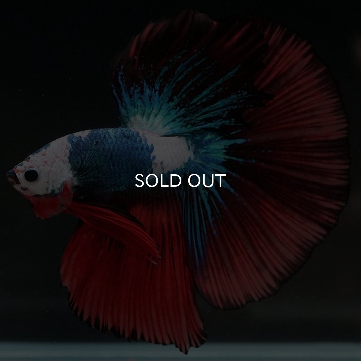 画像7: HM ファンシー ホワイトフェイス (7)