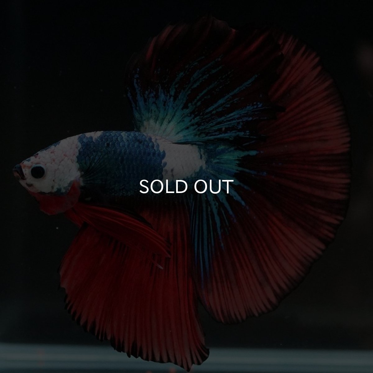 画像6: HM ファンシー ホワイトフェイス (6)