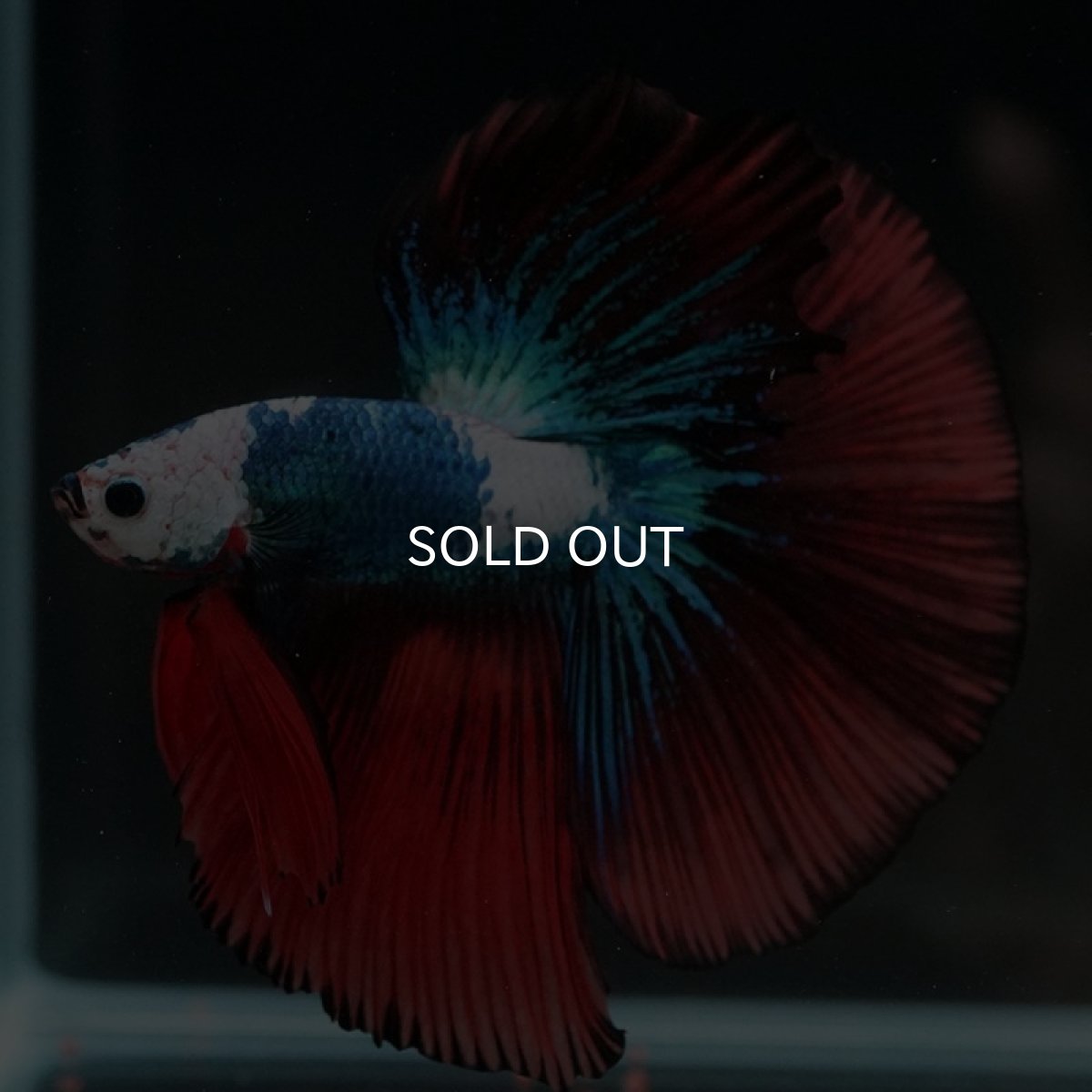 画像5: HM ファンシー ホワイトフェイス (5)