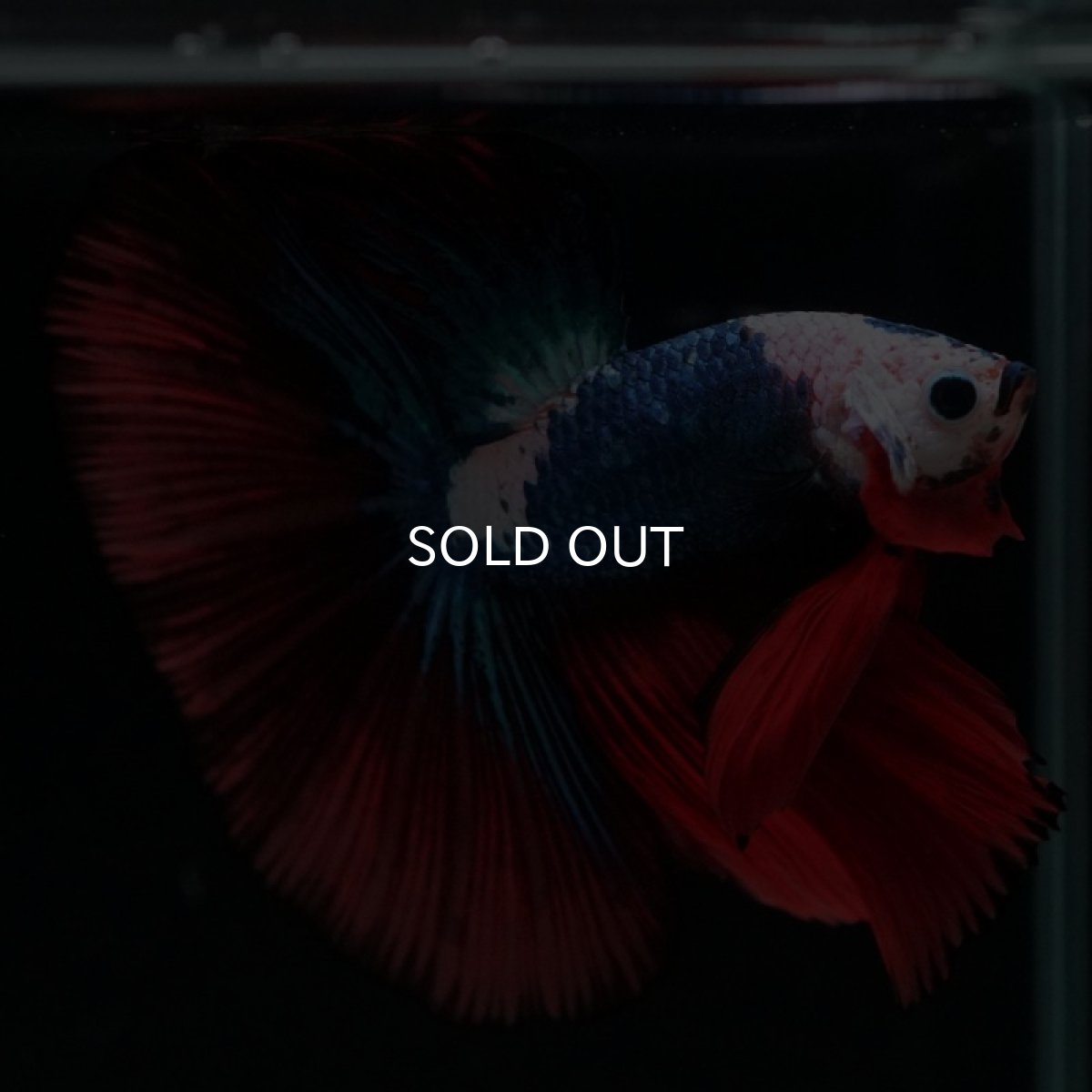 画像4: HM ファンシー ホワイトフェイス (4)