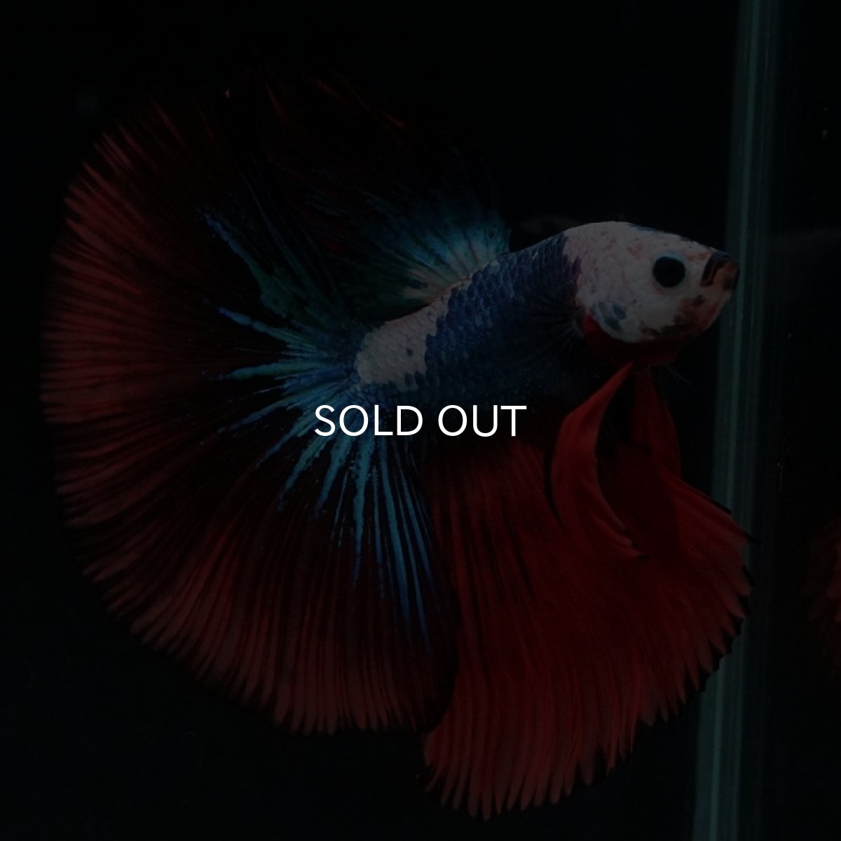 画像3: HM ファンシー ホワイトフェイス (3)