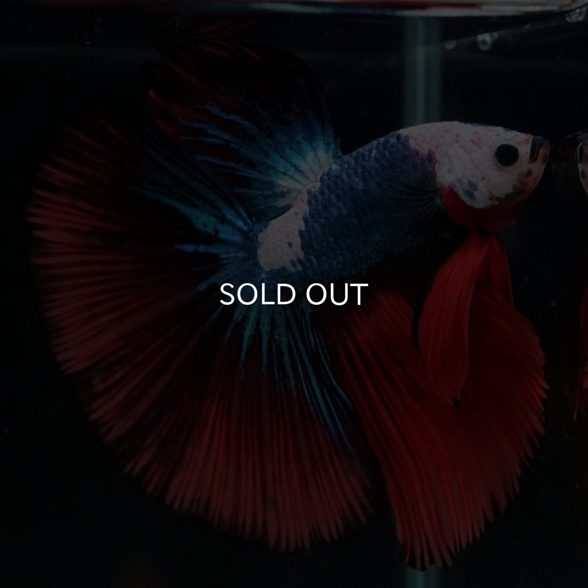 画像2: HM ファンシー ホワイトフェイス (2)