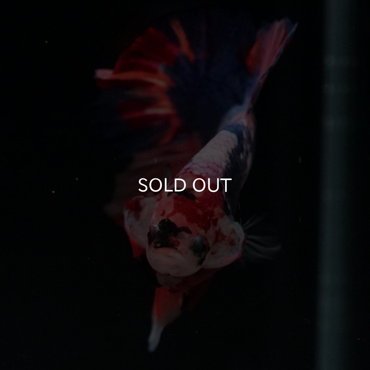 画像3: HMPK　キャンディギャラクシー (3)