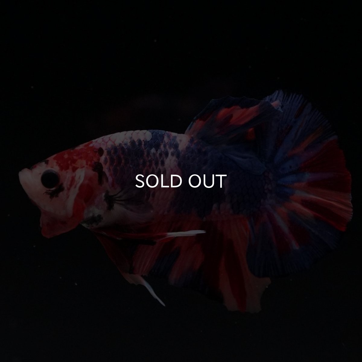 画像2: HMPK　キャンディギャラクシー (2)