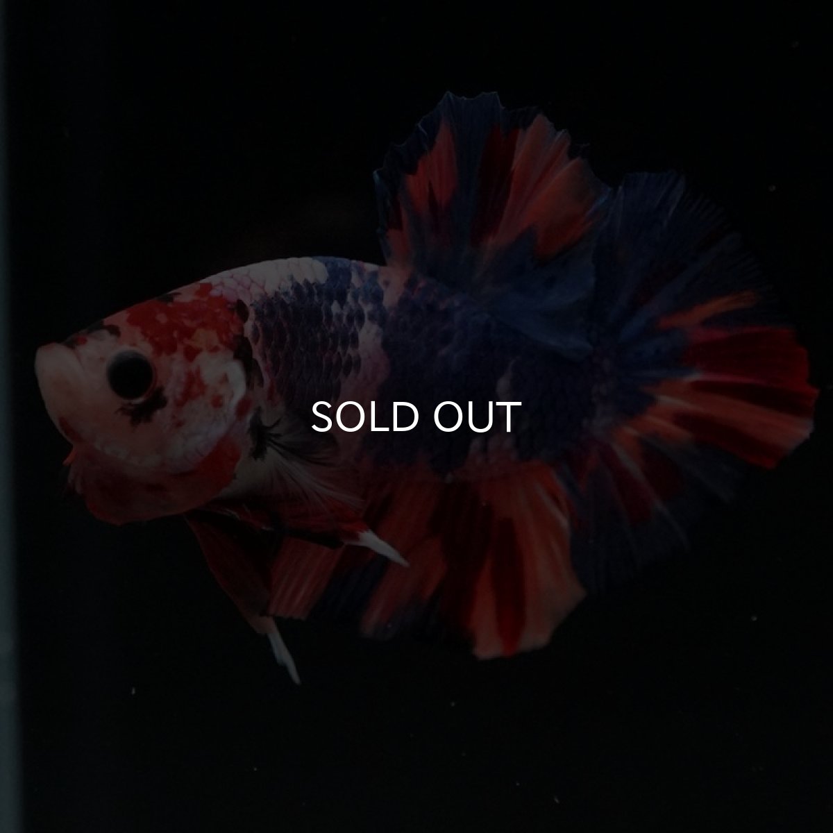 画像8: HMPK　キャンディギャラクシー (8)