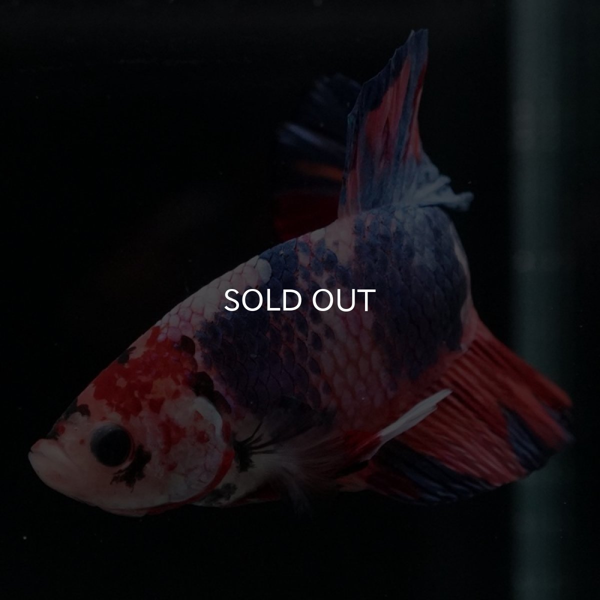 画像7: HMPK　キャンディギャラクシー (7)