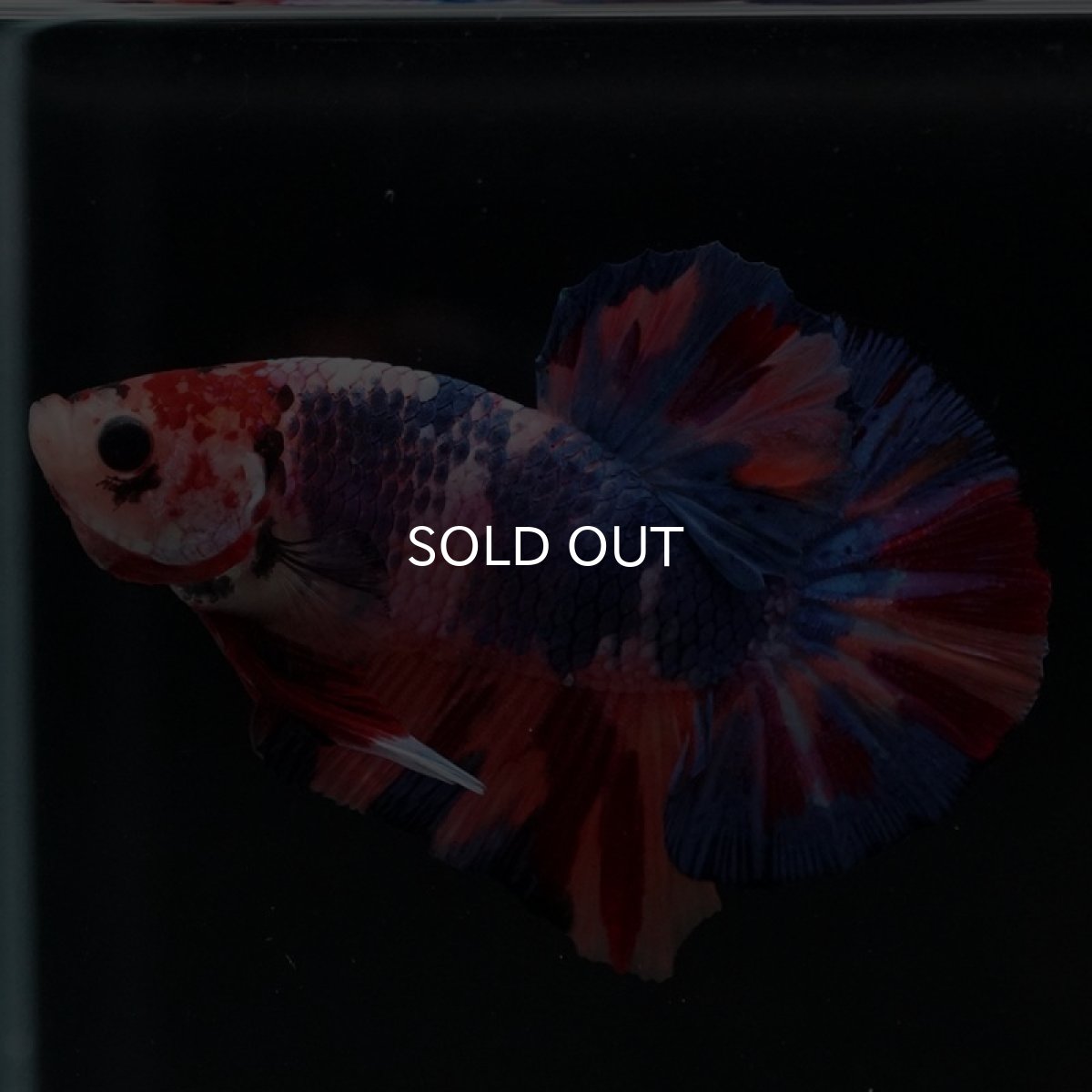 画像4: HMPK　キャンディギャラクシー (4)