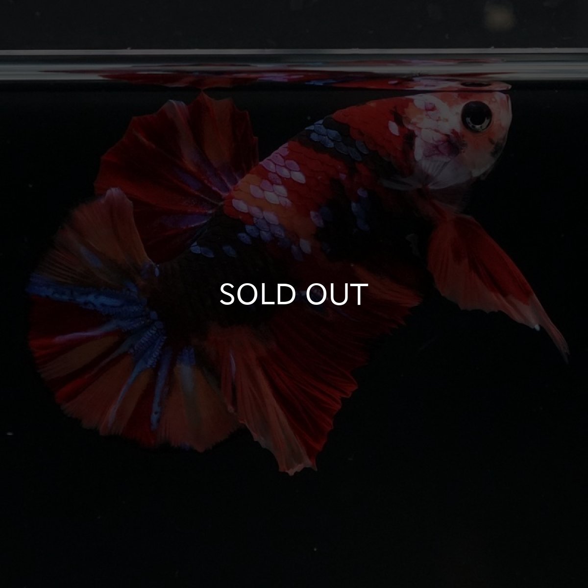 画像8: HMPK キャンディギャラクシー (8)