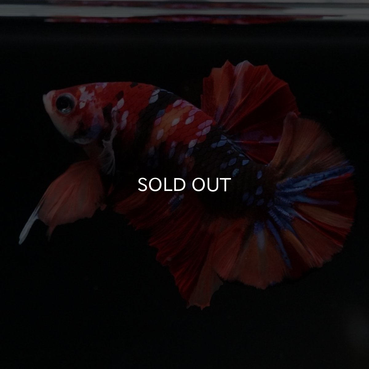 画像7: HMPK キャンディギャラクシー (7)