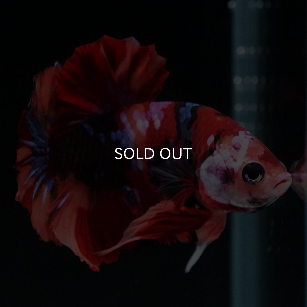 画像6: HMPK キャンディギャラクシー (6)