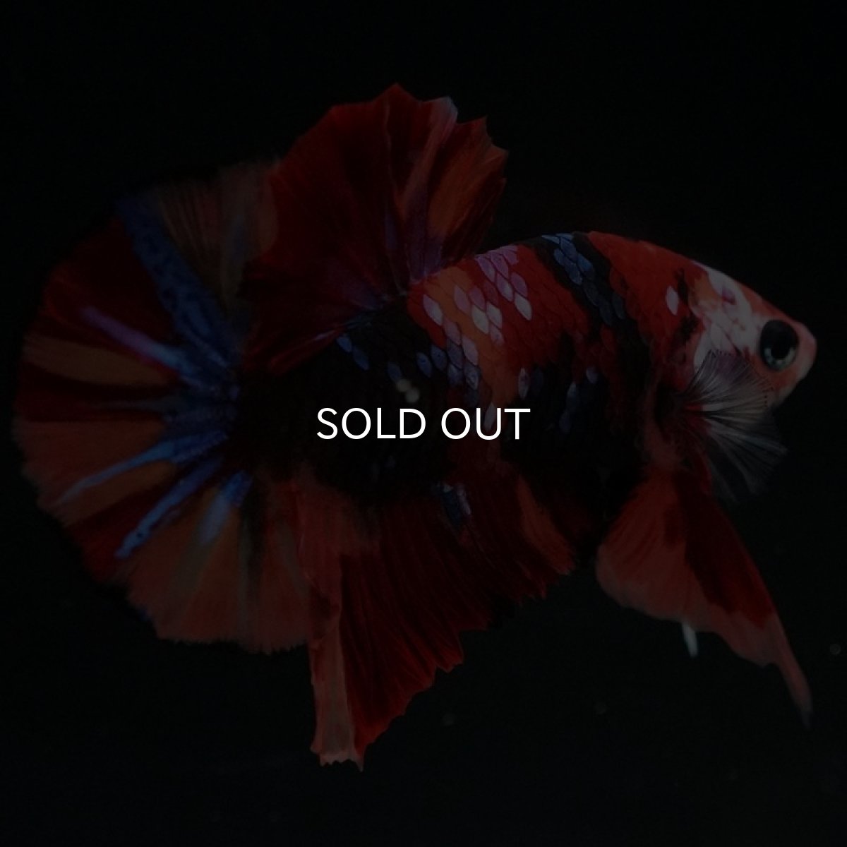 画像2: HMPK キャンディギャラクシー (2)