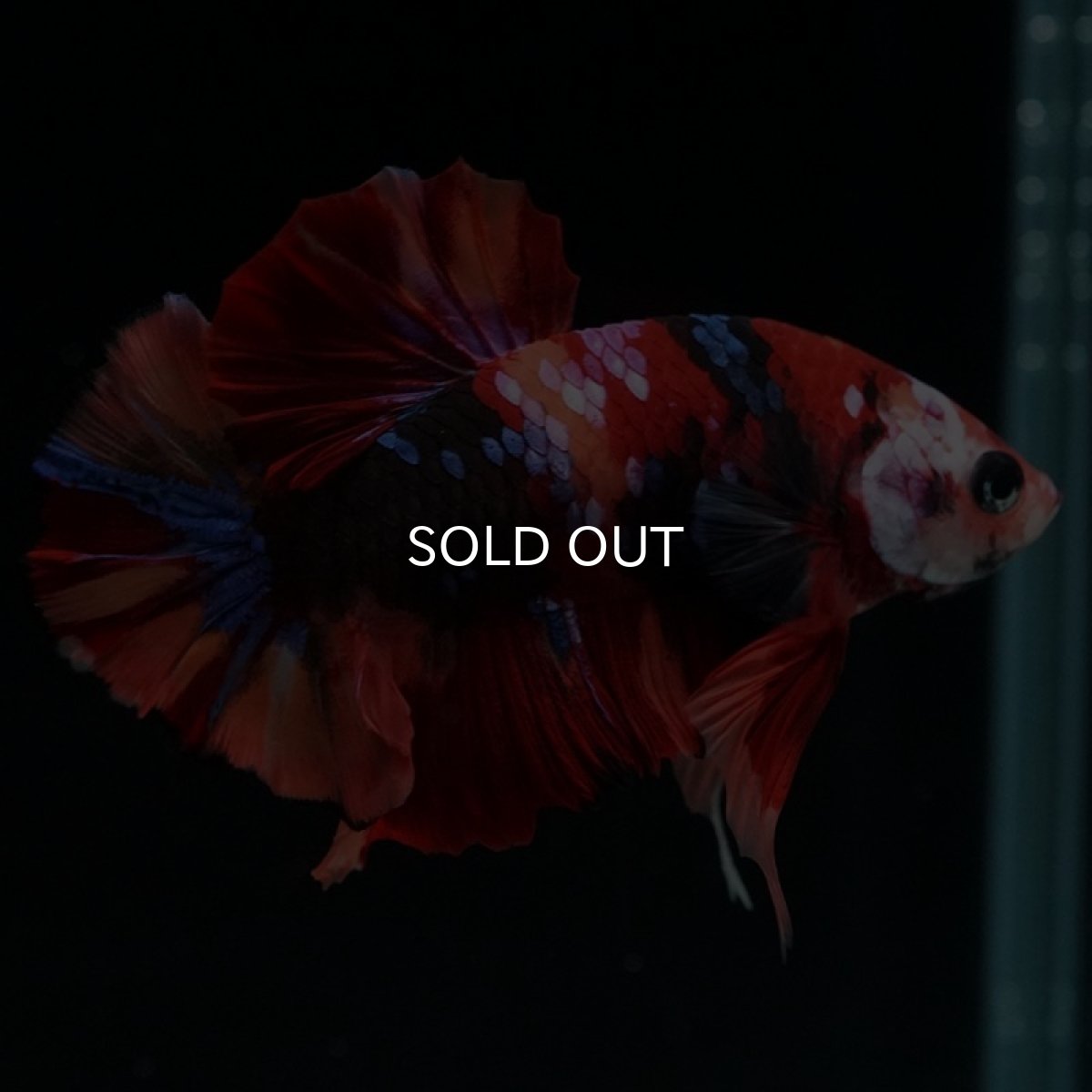 画像5: HMPK キャンディギャラクシー (5)