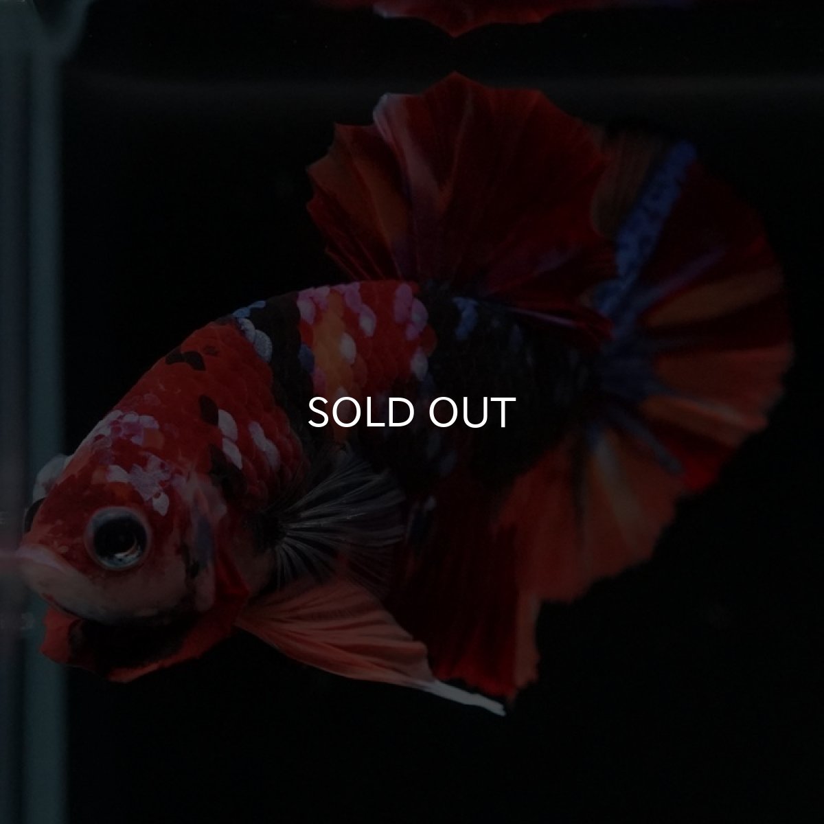 画像3: HMPK キャンディギャラクシー (3)