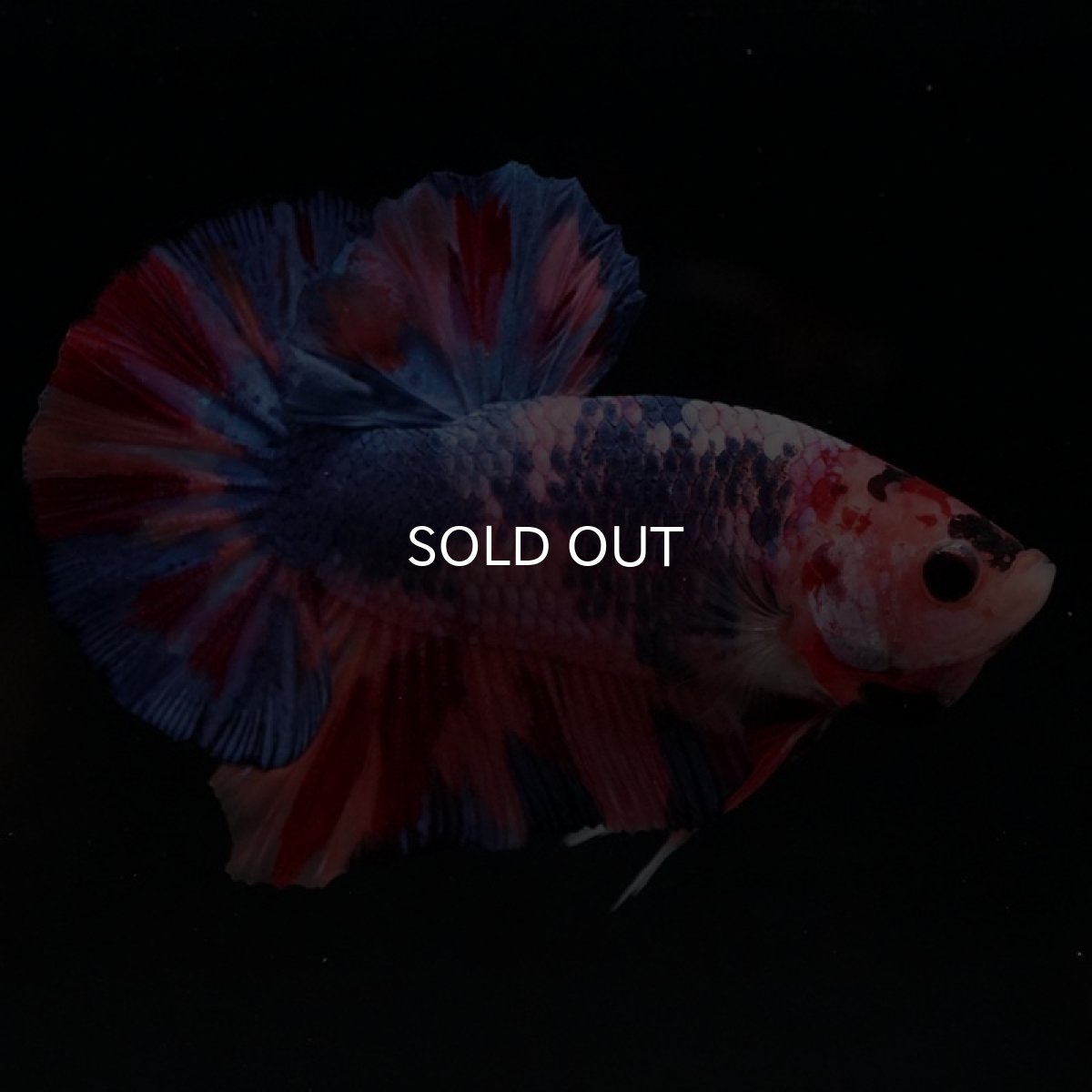 画像6: HMPK　キャンディギャラクシー (6)