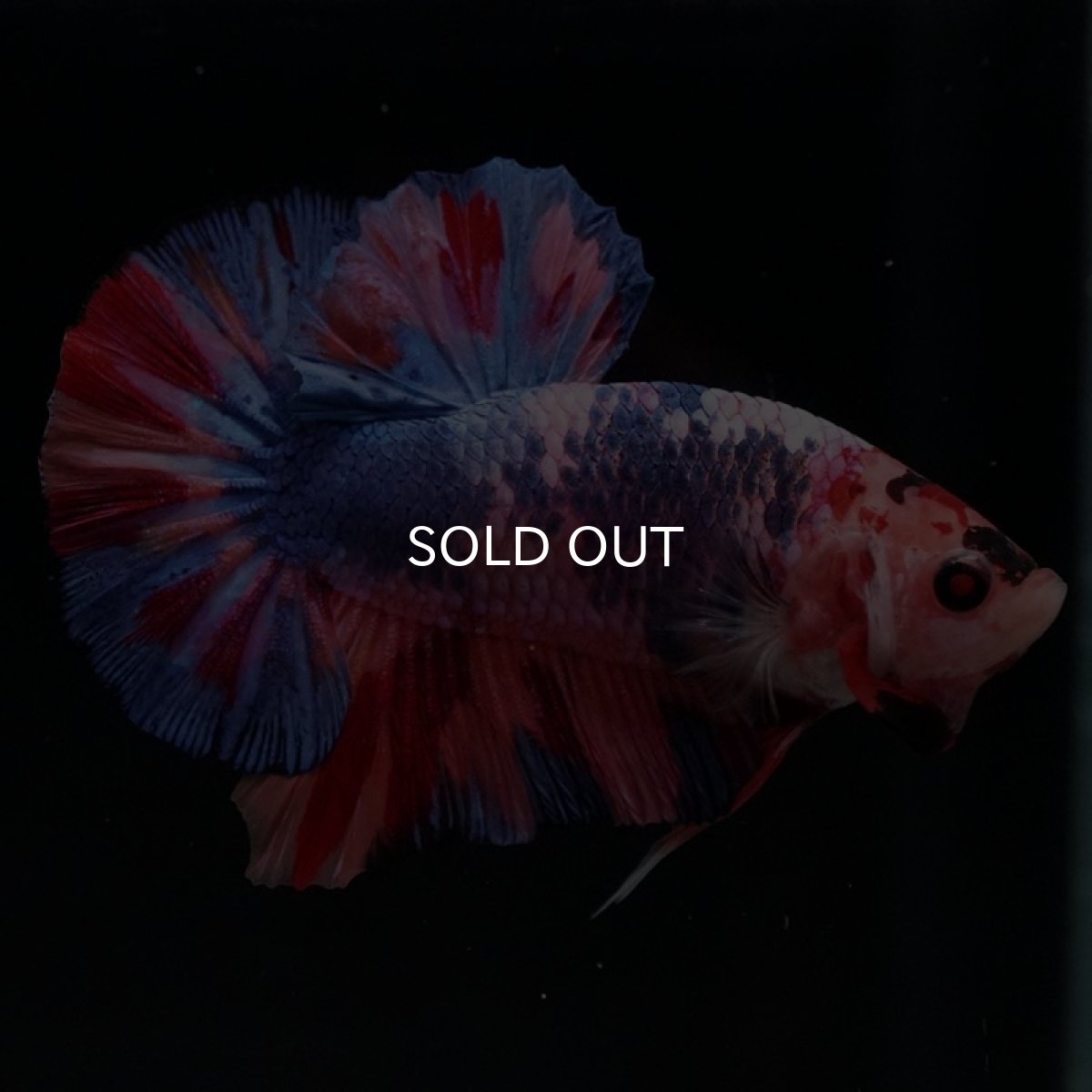 画像5: HMPK　キャンディギャラクシー (5)