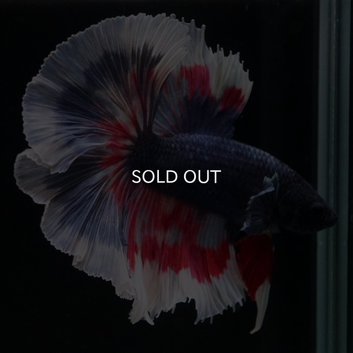 画像13: HM ブルーファンシー (13)